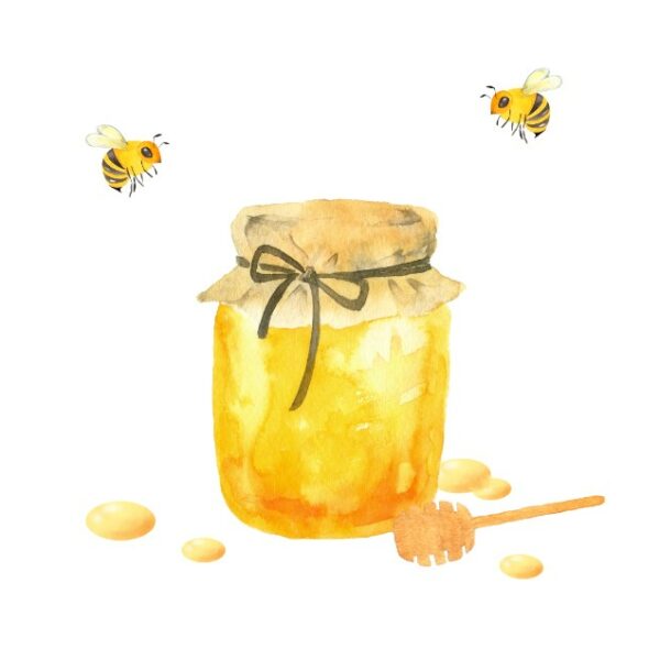 【老舗梅干し屋監修＆執筆】そうだ、はちみつ梅を作ろう。白干梅から簡単に作る方法も！